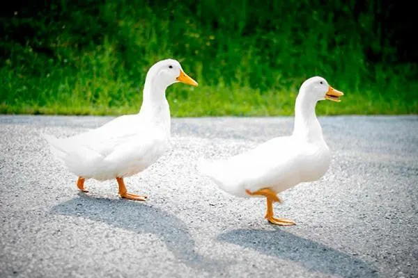 Bauernhof Payr Patergassen